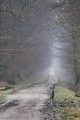 En fin de journée, chevrillard au gagnage en bordure d'un chemin forestier chevreuil, chevrillard 
