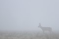 Brocard en velours de passage dans une prairie nappée de brouillard chevreuil, brocard 