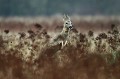 Alors que cette chevrette était tranquillement couchée au milieu des herbes, un chien a déboulé dans la prairie, provoquant sa fuite précipitée.... chevreuil, chevrette 
