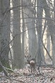 Au levée du jour, brocard au gagnage en sous-bois chevreuil, brocard 