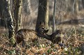 Séance calins entre une chevrette et son fils de l'année précédente chevreuil 