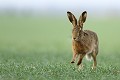 Après un petit-déjeuner de blés, le lièvre regagne au petit trot la forêt, en passant devant l'affût lièvre 