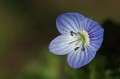 Après l'austérité de l'hiver, les première fleurs parent de couleurs la nature  