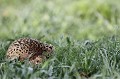 Une des stratégie de la poule faisane en cas de danger est de se tapir au sol sans bouger, en espérant passer inaperçue et que le danger s'éloigne....stratégie somme toute payante avec un photographe...  