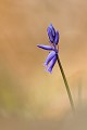 En avril, les sous-bois se parent de violet  
