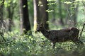 Après une demi-heure d'attente, la chevrette s'est enfin levée pour son petit-déjeuner chevreuil, chevrette 