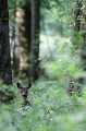 Pendant son repas, la chevrette jette un œil sur les allées et venues sur le chemin forestier chevreuil, chevrette 