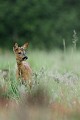 Les chevreuils ne relâchent jamais leur vigilance, même si ce sont souvent de fausses alertes chevreuil 
