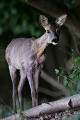 Cette jeune chevrette pleine de curiosité a passé de longues minutes à tourner autour de moi pour tenter de m'identifier, sans succès ! chevreuil, chevrette 