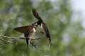 Nourrissage d'un jeune Hirondelle Rustique par un de ses parents  