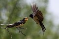 Même si la jeune hirondelle est déjà capable d'attraper seule sa nourriture, les parents continuent à la nourrir pendant quelques jours hirondelle rustique 