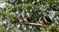 Quatre des six hirondelles de la couvée attendent sur une même branche le ravitaillement de leurs parents hirondelle rustique 