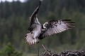 Après s'être dégourdie les ailes, la femelle revient au nid. Elle ne quitte jamais ses poussins bien longtemps  