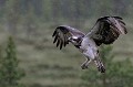 Dès qu'il se remet à pleuvoir, la femelle retourne sur le nid pour protéger ses poussins de la pluie  