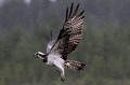 Grâce à son plumage imperméable, le balbuzard se soucie peu des averses  