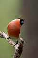 Avec son costume rouge et son chapeau noir, le bouvreuil fait son show  