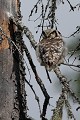 La jeune chouette épervière présente un mimétisme remarquable avec les arbres couverts de lichens...  