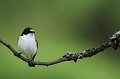 Dans son costume noir et blanc, le gobe-mouche noir fait dans la sobriété  