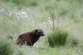 Le temps d'un petit marquage de territoire, le glouton prend la pose... glouton 