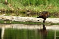 Pour traverser le lac, le glouton joue les funambules glouton 