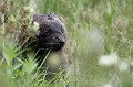 Le glouton émerge des herbes hautes, c'est l'occasion d'un portrait furtif glouton 