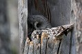 La lapone et son poussin posent ensemble, bien calés dans la souche d'arbre...  