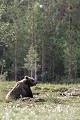 Dans tous ses déplacements, l'ours est accompagné de sa cohorte de moustiques... ours 