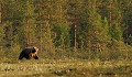 Cet ours brun singulier porte une large bande de poils plus clairs au niveau du cou ours brun 