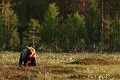 Le jeune Marcel fait sa balade du soir ours brun 