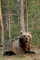 Petite pause dans la tournée du soir ours brun 