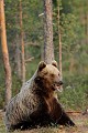 Après une petite pause, l'ours repend du service, avec le sourire... ours brun 
