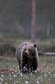 Cet ours a attendu que le soleil disparaisse derrière l'horizon pour se montrer ours brun 