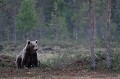 Petit brun pensif en lisière de forêt ours brun 