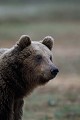 Dans la lumière qui décline lentement, l'ours est venu se faire tirer le portrait ours brun 