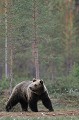 Avant d'avancer à découvert, l'ours assure ses arrières... ours brun 