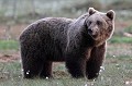Qui a dit que les ours n'étaient pas expressifs ? ours brun 