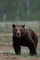 Virée nocturne pour le beau brun ours brun 