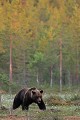Vers 3 h du matin, alors que le soleil illumine déjà les arbres de la forêt, le boss fait une dernière ronde avant de se retirer à couvert ours brun 