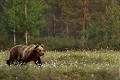 Balade au milieu de la tourbière en fleurs ours brun 