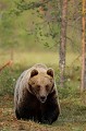 Au bout de ses pattes puissantes, on devine de longues griffes profilées... ours brun 