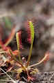 Petite mais efficace, la Drosera tend son piège aux insectes  