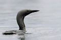 La finesse des dessins de son plumage font du Plongeon arctique un oiseau particulièrement esthétique plongeon arctique 