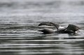 Ailes déployées au ras de l'eau, le plongeon a un petit air d'hydravion... plongeon arctique 