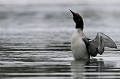 Le plongeon au plumage parfaitement étanche secoue les quelques gouttes d'eau posées sur ses plumes plongeon arctique 
