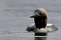 Plumes de la tête hérissées, le plongeon peaufine son brushing plongeon arctique 
