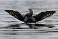 Ailes déployées, le plongeon révèle tous les motifs de son plumage plongeon arctique 