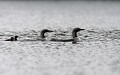 Couple de Plongeons arctiques et leurs deux poussins âgés de quelques heures plongeon arctique 