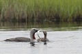 L'adulte s'arrange toujours pour présenter à son poussin le poisson tête la première, dans le sens des écailles... plongeon catmarin 