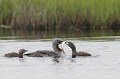 Le plus gros des poussins mangeait plus souvent qu'à son tour, il récupérait environ deux poissons sur trois...! plongeon catmarin 