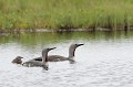 Les deux parents sont en alerte, c'est le passage d'un autre adulte en vol qui les inquiète plongeon catmarin 